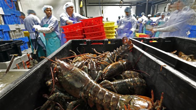 This June 20, 2014 file photo shows lobsters are processed at a plant in Maine, U.S. Fewer New England lobsters are being exported to Canada for processing.