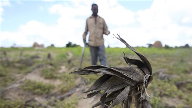  A Zimbabwean man walks through his maize field outside Harare, January 20, 2016. About 14 million people face hunger in Southern Africa because of a drought that has been exacerbated by an El Nino weather pattern, the United Nations World Food Programme (WFP) said on Monday. n Zimbabwe, 1.5 million people, more than 10 percent of the population, face hunger, WFP said. 