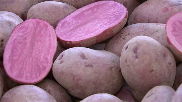 Des pommes de terre rose Des pommes de terre rose