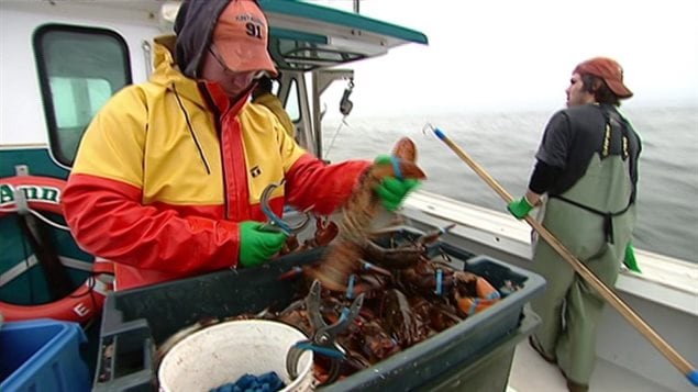 Plusieurs pêcheurs de homard ont de la difficulté à recruter des hommes de pont selon un sondage de l’Association des pêcheurs de l’Île-du-Prince-Édouard.