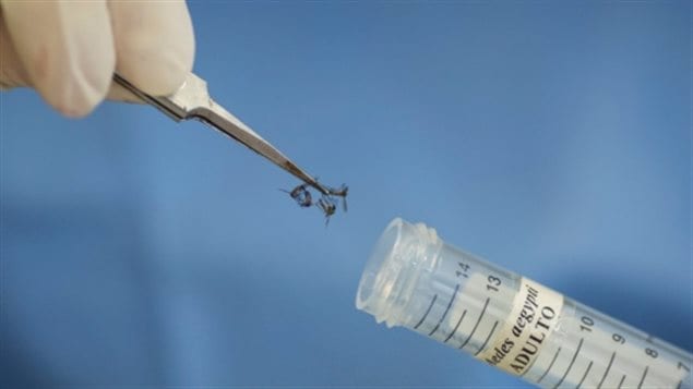 A technician of the Fiocruz institute in Brazil stores Aedes aegypti mosquitoes to be used in research. 