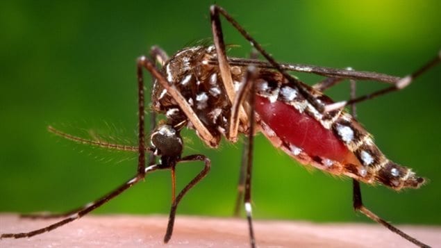 The Aedes aegypti mosquito spreads the Zika virus, as well as dengue fever and chikungunya.