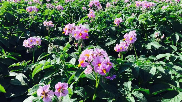 Les plants de la Smilin' Eyes produisent des fleurs roses.