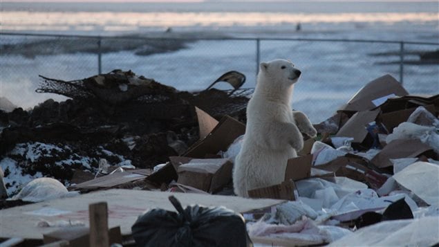 Polar bears are attracted to human waste in Arviat, NU while waiting for sea ice to form in the fall