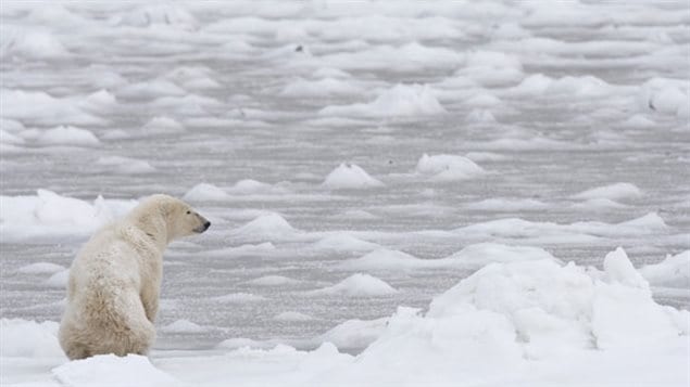 A polar bear looks towards Hudson Bay near Churchill, Manitoba in November 2007. Experts say climate change is slowing the formation of winter ice on Hudson Bay and it is melting earlier, reducing the bears hunting season. Measurements show polar bears are getting smaller and lighter on average, than they were in the 1980’s. 