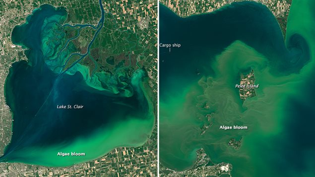 Prolifération des algues dans le lac Érié