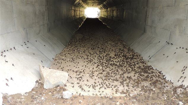 The province built a special tunnel underthel ocal highway to help protect the millions of toads during their annual migrations to and from Summit Lake. Dozens of volunteers also help to carry toads safely across the road above.