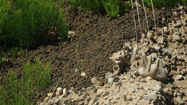 Toadlets leaving the toad tunnel during 2015 migration near Summit Lake, BC. 