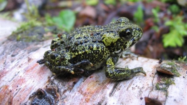 The western toad is listed as a species of special concern.  A proposed logging operation threatens its habitat in the BC interior