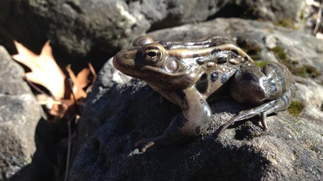 Members of Windsor Essex Nature Sightings, an online wildlife networking group, in southwestern Ontario, spotted this northern leopard frog on Saturday during a stretch of unseasonably balmy temperatures. it is not good for the frog to be out in what is still the middle of winter. It’s survival is threatened when the freezing weather returns