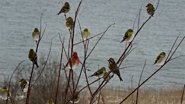 Finches gather in Dundee, Cape Breton. The usual temperature would have been 0C, but yeatrday it was 17C breaking a 60 year old record 0f 8.9 degrees for the day.