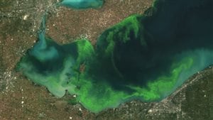 This satellite image provided by NOAA shows the algae bloom on Lake Erie in 2011 which according to NOAA was the worst in decades. The algae growth is fed by phosphorus mainly from farm fertilizer runoff and sewage treatment plants, leaving behind toxins that have contributed to oxygen-deprived dead zones where fish can’t survive. The toxins can kill animals and sicken humans. Ohio’s fourth-largest city, Toledo, told residents late Saturday Aug. 2, 2014 not to drink from its water supply that was fouled by toxins possibly from algae on Lake Erie. 