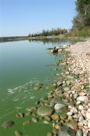 Algal bloom along the shoreline of Nakamun Lake, Alberta