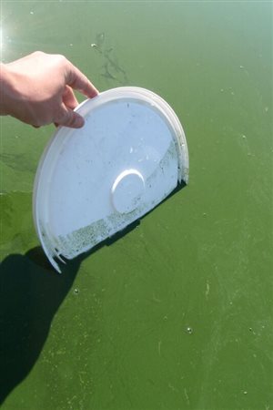 Algal bloom along the shoreline of Nakamun Lake, Alberta