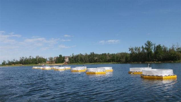 Fifteen mesocosms installed in Nakamun Lake, Alberta. Like giant testtubes, the columns extend from the surface into the lake bottom several metres below.