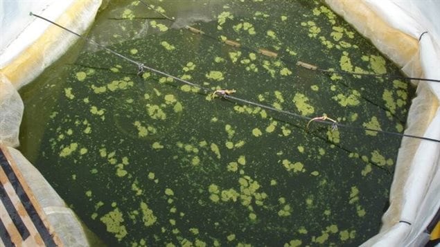 Control mesocosm in Nakamun Lake, Alberta, which received no iron treatment.