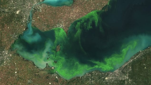 This satellite image provided by NOAA shows the algae bloom on Lake Erie in 2011 which according to NOAA was the worst in decades. The algae growth is fed by phosphorus mainly from farm fertilizer runoff and sewage treatment plants, leaving behind toxins that have contributed to oxygen-deprived dead zones where fish can’t survive. The toxins can kill animals and sicken humans. Ohio’s fourth-largest city, Toledo, told residents late Saturday Aug. 2, 2014 not to drink from its water supply that was fouled by toxins possibly from algae on Lake Erie. 