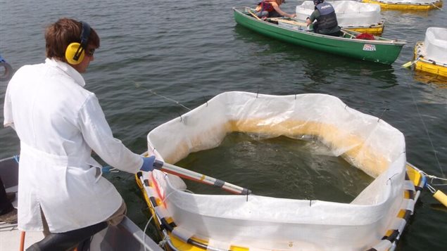 Technician adding iron treatment to a mesocosm in Nakamun Lake, Alberta