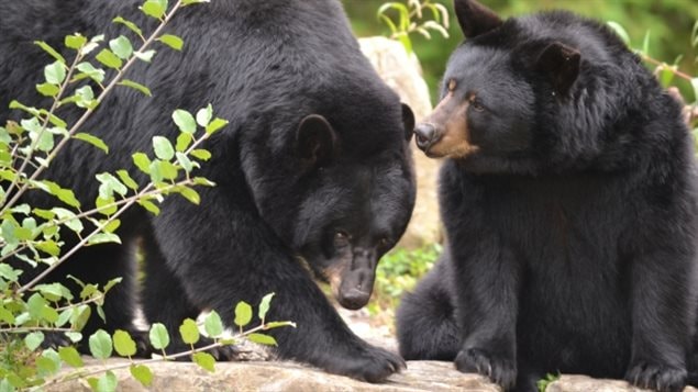 Juno and Genie, the Eco Museum’s two black bears, came out of hibernation on Tuesday. 