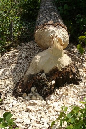 A beaver-felled tree in Alberta.