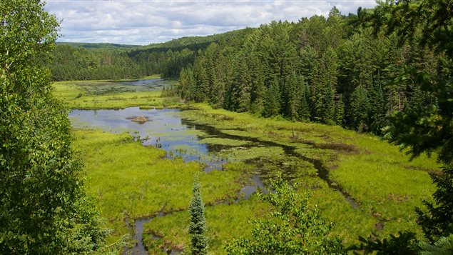 Beavers earn their keystone species credentials by creating vital habitat for other species, such as this wetland in Algonquin Provincial Park