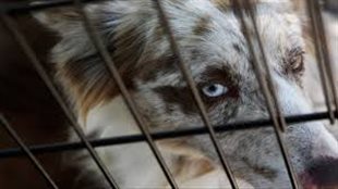 ope Bill C-246 would lead to the end of puppy mills. We see a close up of a shepherd-like dog's face behind the thin bars of a cage. We see the dog's right eye. It holds a look of terror.