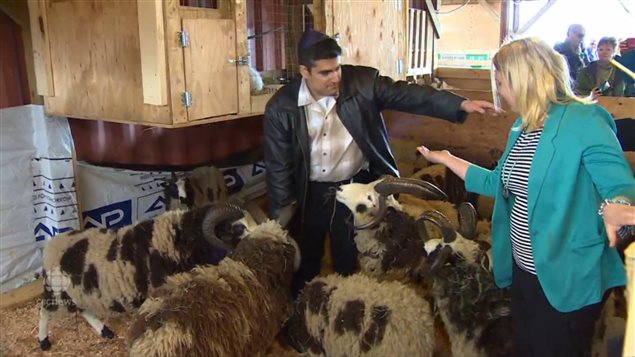 Gil and Jenna Lewinsky now have the largest jacob sheep herd in Canada at around 100 animals. .