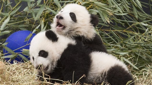 Five-month-old panda cubs Jia Panpan and Jia Yueyue play in an enclosure at the Toronto Zoo, as they are exhibited to the media on Monday. We see two roly-poly bear cubs snuggling. Their heads are mainly white but their ears and eyes are black. The top of their bodies are mainly black to their mid-sections. Below that black, their lower bodies are mainly white though the bottom of their legs are black. They lie in front of thin greenery while a purple rubber ball its to their right.