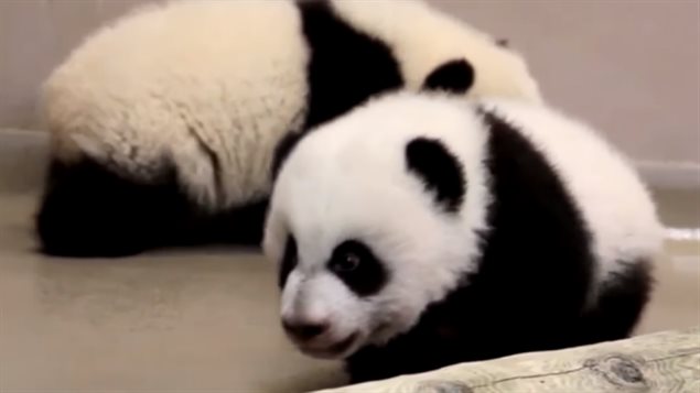 The successful birth of two baby pandas, a male and female, caused great excitment around the world. born last year, they made their public debut early this year at the zoo