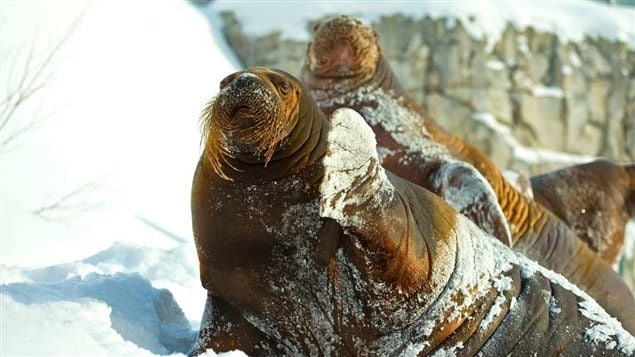 Arnaliaq, age 12, and Samka age 10,  were both found to be pregnant after ultrasound tests.  The father is Baris age 10.