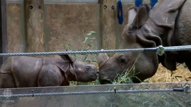 The baby Indian rhino and mother Asha, at the Toronto Zoo. Born last month, the baby made its public debut this month.