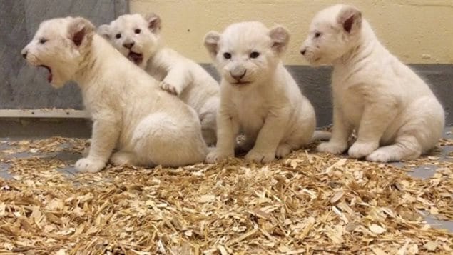 These four white lions were born late last year, and made their public debut early this year.