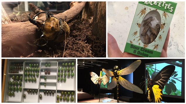 Mangeriez-vous des insectes? Le Musée de la nature d'Ottawa vous offre cette possibilité dans le cadre d'une exposition consacrée à ces petits animaux invertébrés. Mangeriez-vous des insectes? Le Musée de la nature d'Ottawa vous offre cette possibilité dans le cadre d'une exposition consacrée à ces petits animaux invertébrés.