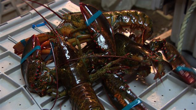 Des homards