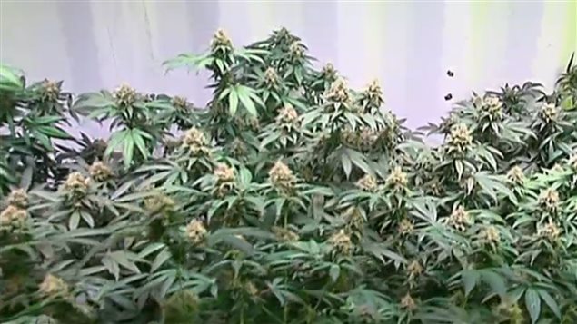 Marihuana terapéutica.