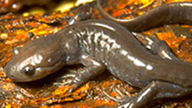 Une salamandre de jefferson