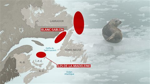 Zones où on trouve les phoques en atlantique