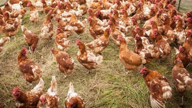 More and hens will be allowed to move about and not be stuck in cages. We see several dozen laying hens, speckled brown and white moving about on straw.