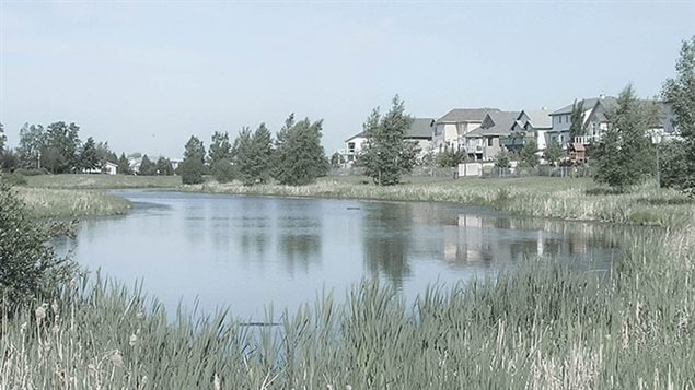 Although only about 60km from the provinceal capital of Edmonton with its one million residents, The Beaver hills area and its 12,000 residents have managed to preserve much of the surrounding natural environment, helped by the Beaverhill Lake Heritage Rangeland Natural Area