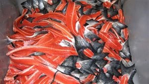 养鱼农场开始用水产品加工厂的下脚料做鱼饲料