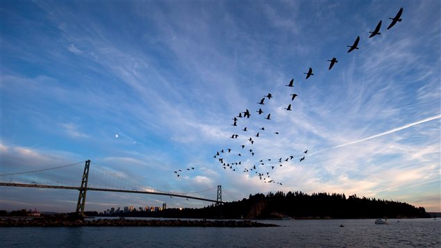 Large flocks of Canada geese fly in v-formation near West Vancouver, in the western province of British Columbia.