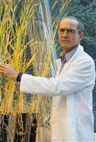 Faouzi Bekkaoui (PhD)shown inspecting research wheat varieties in the greenhouse, is the executive director of the wheat programme at Canada’s National Research Council (NRC) which is an integral part of the CWA.