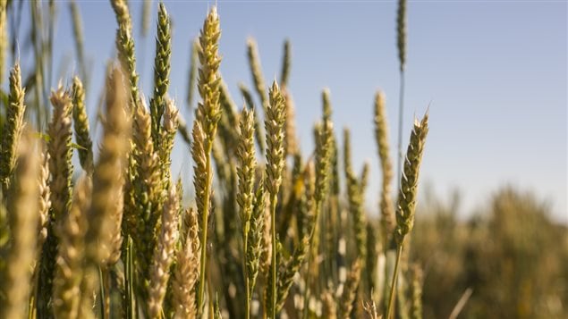 Wheat almost ready for harvest. new varieties that resist disease and can cope with climate change are needed to increase yield as world population and food demand steadily increase