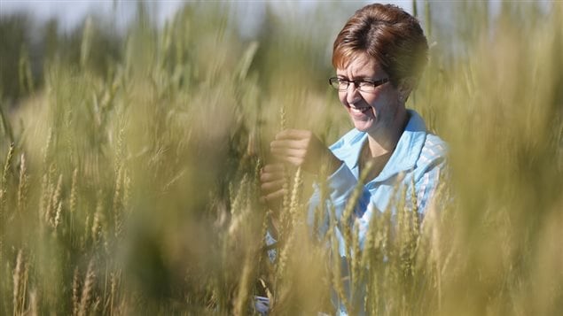 Another of the scientists working in the five year $97 million research and development project, Lanette Ehman in a wheat field 