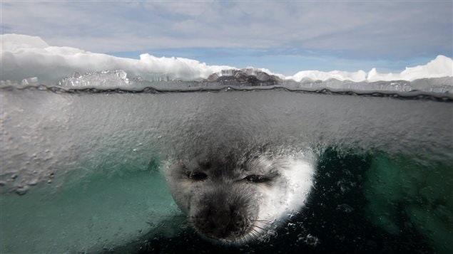 Phoque avec la tête dans l’eau glacée - Photographie de Mario Cyr. 