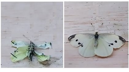 Example of cabbage butterflies (pinned to insect boards) fed experimental diets 48 hours after emergence: butterfly with deformed wings (left panel, 100% EPA + DHA diet) compared to a butterfly with intact wings (right panel, control diet).