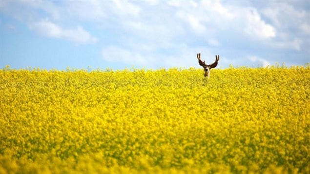 A stag stands in a neck-high field of canola north of Cremona, Alta. The fungicide difenoconazole is increasingly used on cereal, oilseed and vegetable crops in Canada. The majority of Canadian canola has been genetically engineered to withstand herbicides, but a new genetic development will enable canola and camelina to produce omega-3 fatty acids within them.