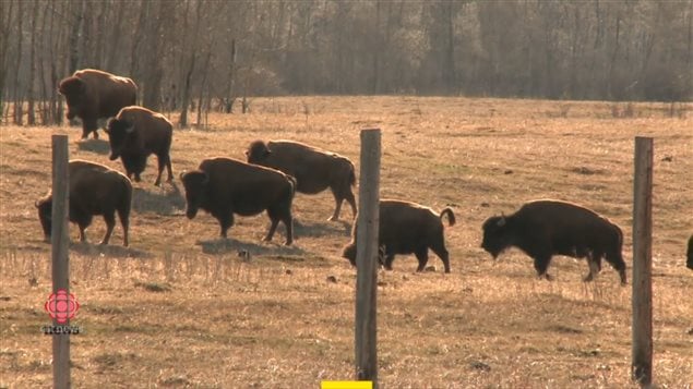 Almost 100 genetically pure Bison brought to Canada in the very early 1900’s are now joining others in Montana to help repopulate the area in the U.S where they once roamed in giant herds