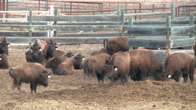 The Elk Island animals including calves are *surplus*. As they are genetically pure, extra animals are often sought to help repopulate other areas where they once roamed