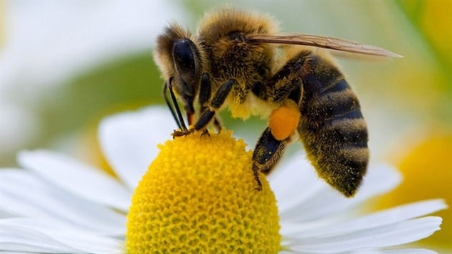 Les auteurs d’une pétition affirment que de moins en moins de miel d’abeilles canadiennes se retrouve dans les produits de l’entreprise Billy Bee.